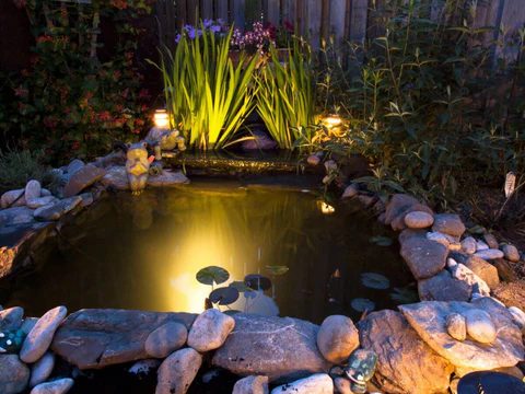 Underwater lights illuminating a planted pond